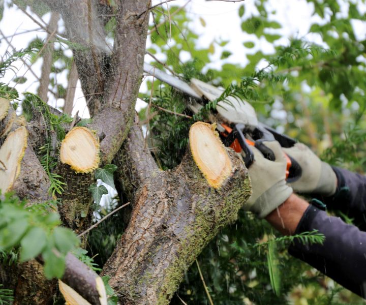 tree felling near me tree felling services tree removals tree felling services near me centurion tree felling tree felling company tree felling companies near me stump removal tree stump removal stump grinding near me stump removal near me stump removal cost tree stump removal cost tree stump removal near me tree root removal tree and stump removal tree trunk removal stump removal service stump grinding prices cheap tree stump removal tree removal and stump grinding stump removal service near me stump removal prices