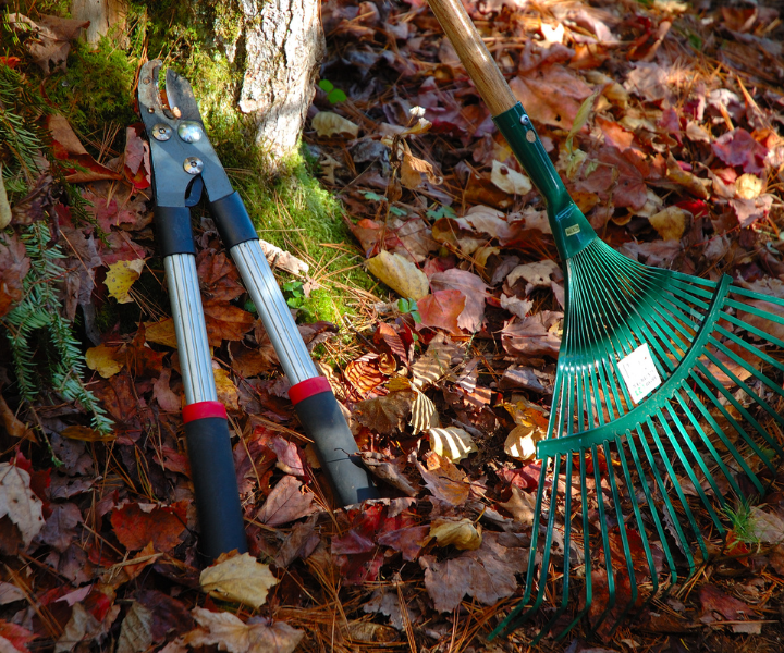 yard clean up and removal yard cleanup services near me yard cleaning services